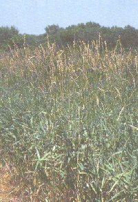 Reed Canary Grass