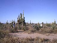 Sonoran Desert